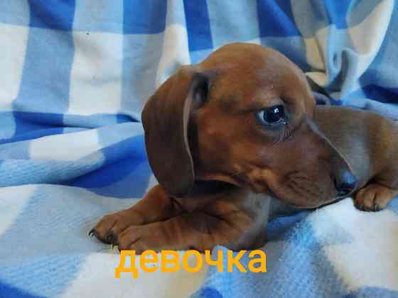 Таксята в поисках семьи Макеевка