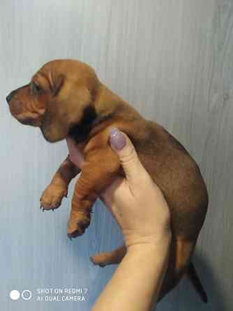 Таксята в поисках семьи Макеевка