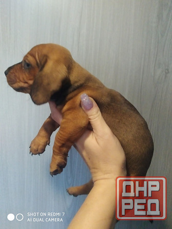 Таксята в поисках семьи Макеевка - изображение 1