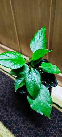 Гибискус комнатный *Аполло* Донецк