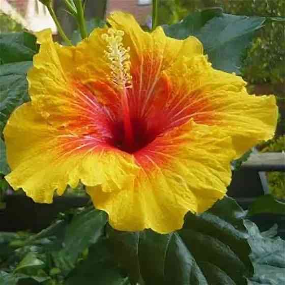 Гибискус комнатный *Аполло* Донецк