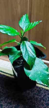 Гибискус комнатный *Аполло* Донецк