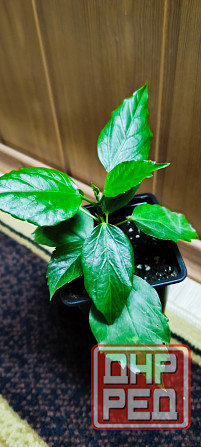 Гибискус комнатный *Аполло* Донецк - изображение 2