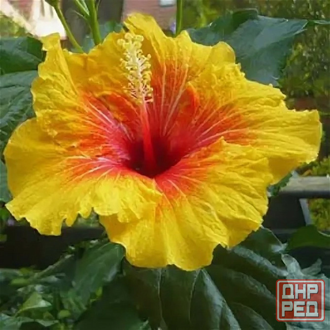 Гибискус комнатный *Аполло* Донецк - изображение 1