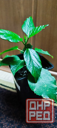 Гибискус комнатный *Аполло* Донецк - изображение 3