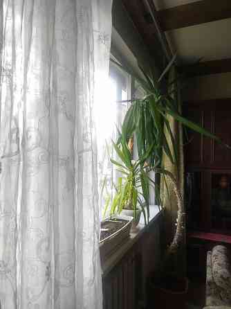 Продам Юкку комнатную Донецк