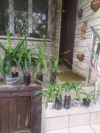Продам Юкку комнатную Донецк