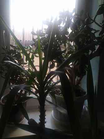 Продам Юкку комнатную Донецк