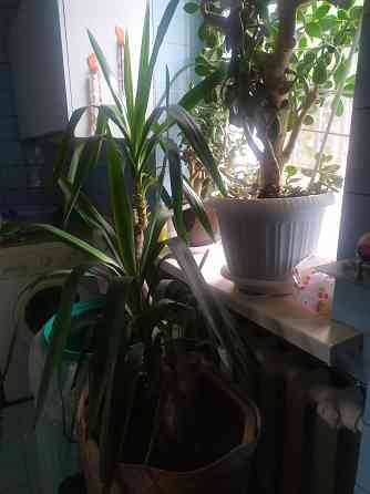 Продам Юкку комнатную Донецк