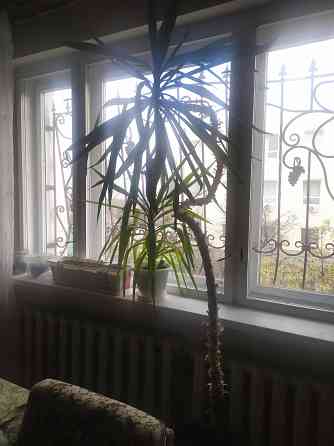 Продам Юкку комнатную Донецк