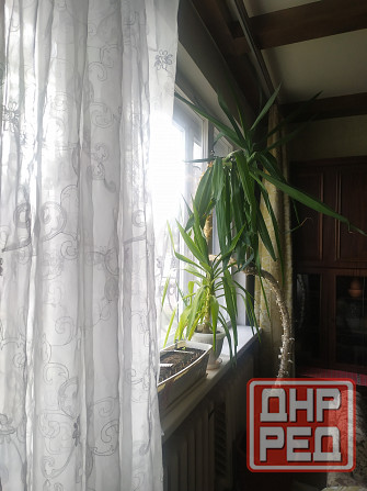 Продам Юкку комнатную Донецк - изображение 3