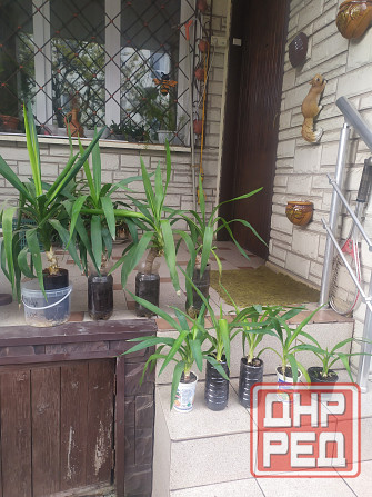 Продам Юкку комнатную Донецк - изображение 6