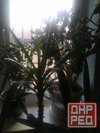 Продам Юкку комнатную Донецк - изображение 5