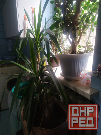 Продам Юкку комнатную Донецк - изображение 1