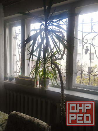Продам Юкку комнатную Донецк - изображение 2