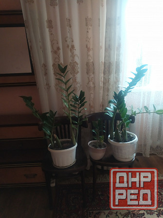 Юкка, Агава, Толстянка, Тёщин язык,Алоэ, Долларовое дерево , Фикус и другие... Донецк - изображение 6