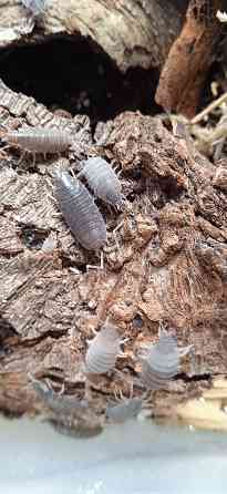 Мокрица. Терариумное ракообразное Макеевка