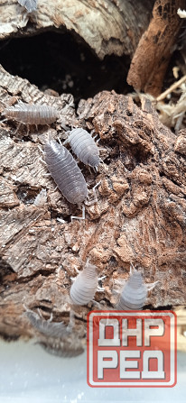 Мокрица. Терариумное ракообразное Макеевка - изображение 1