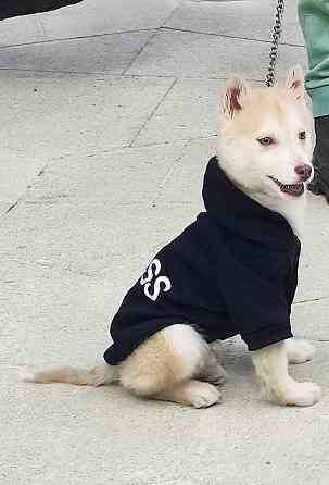 Мальчик помски миник с доставкой. Донецк