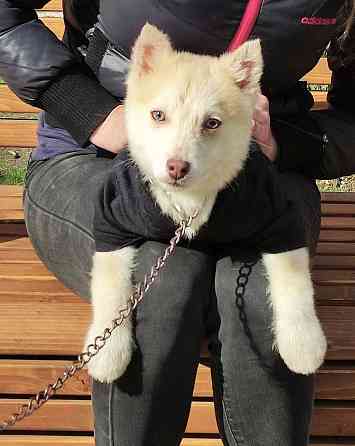 Мальчик помски миник с доставкой. Донецк