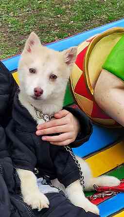 Мальчик помски миник с доставкой. Донецк