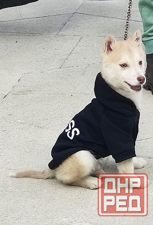 Мальчик помски миник с доставкой. Донецк - изображение 2