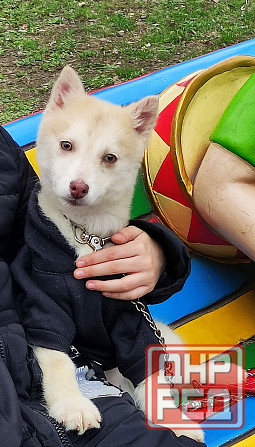 Мальчик помски миник с доставкой. Донецк - изображение 1