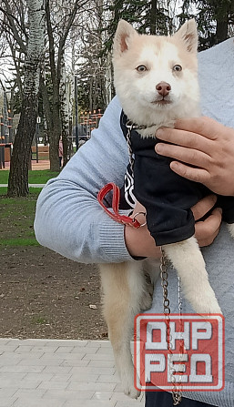 Мальчик помски миник с доставкой. Донецк - изображение 4