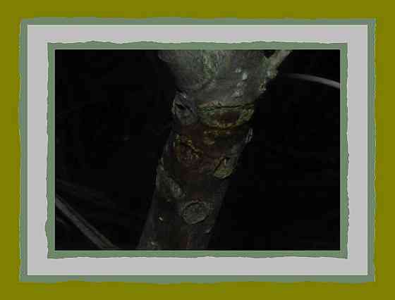 Дабль баклажан архитекто сам Донецк