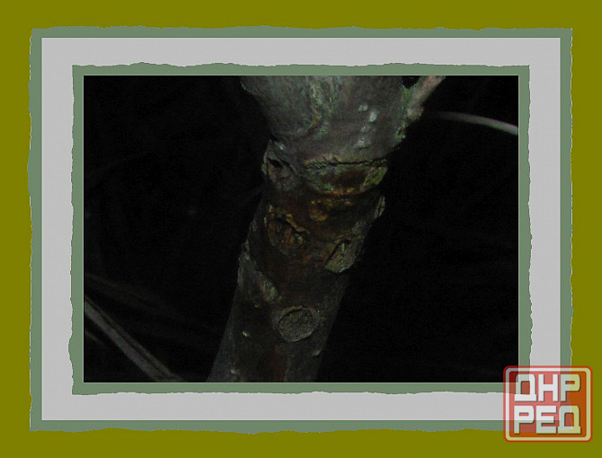 Дабль баклажан архитекто сам Донецк - изображение 1