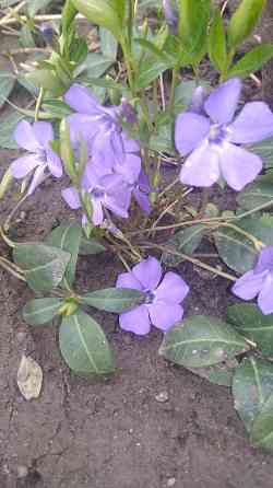 Барвинок многолетний Донецк