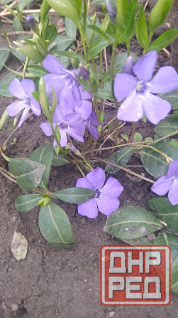 Барвинок многолетний Донецк - изображение 1