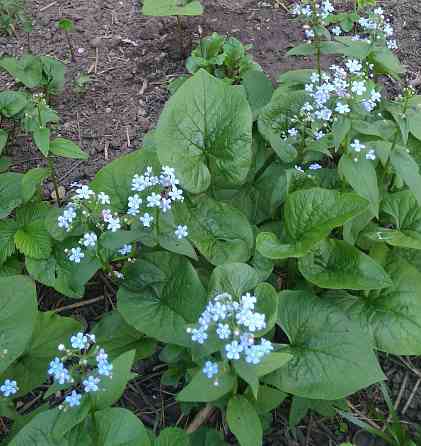 Бруннера многолетняя Донецк