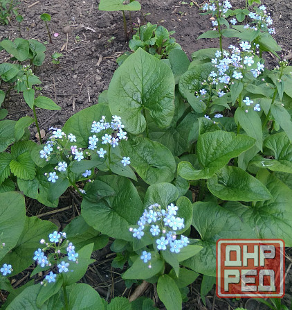 Бруннера многолетняя Донецк - изображение 1