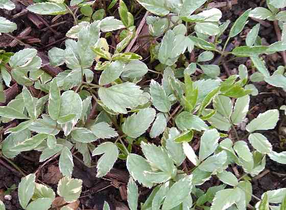 Сныть пестролистная Донецк