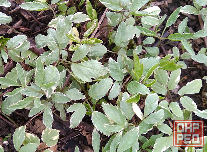 Сныть пестролистная Донецк - изображение 1