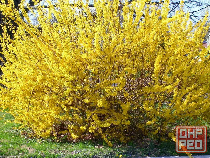 Продам саженец форзиции Донецк - изображение 1