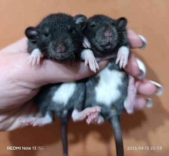 Крысята Дамбо. Рексы Луганск