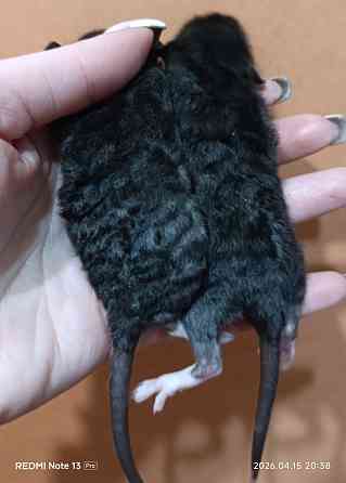 Крысята Дамбо. Рексы Луганск