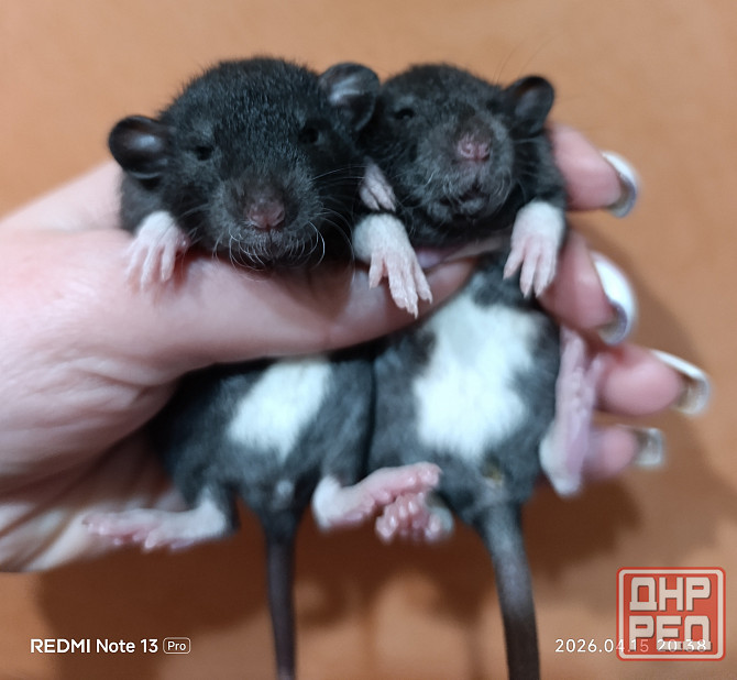 Крысята Дамбо. Рексы Луганск - изображение 1