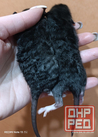 Крысята Дамбо. Рексы Луганск - изображение 2