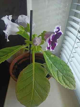 Комнатный цветок. Донецк