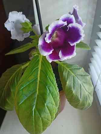 Комнатный цветок. Донецк