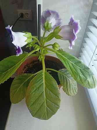 Комнатный цветок. Донецк