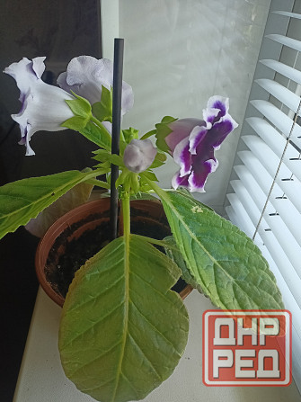 Комнатный цветок. Донецк - изображение 3