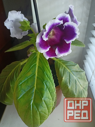 Комнатный цветок. Донецк - изображение 1