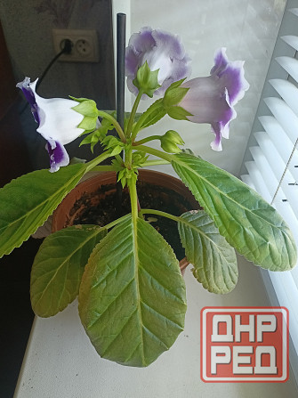 Комнатный цветок. Донецк - изображение 2