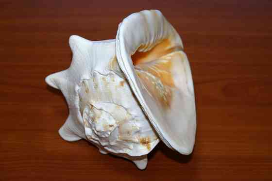 Раковина рапана океанического Донецк