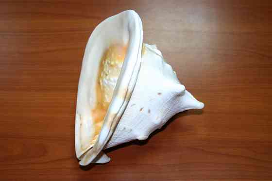 Раковина рапана океанического Донецк