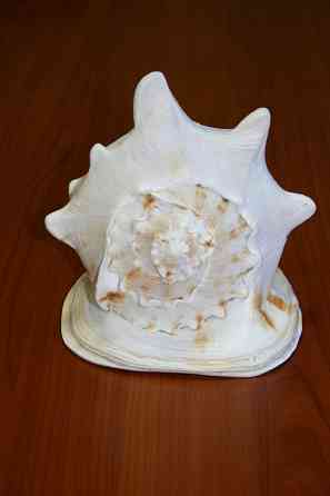 Раковина рапана океанического Донецк